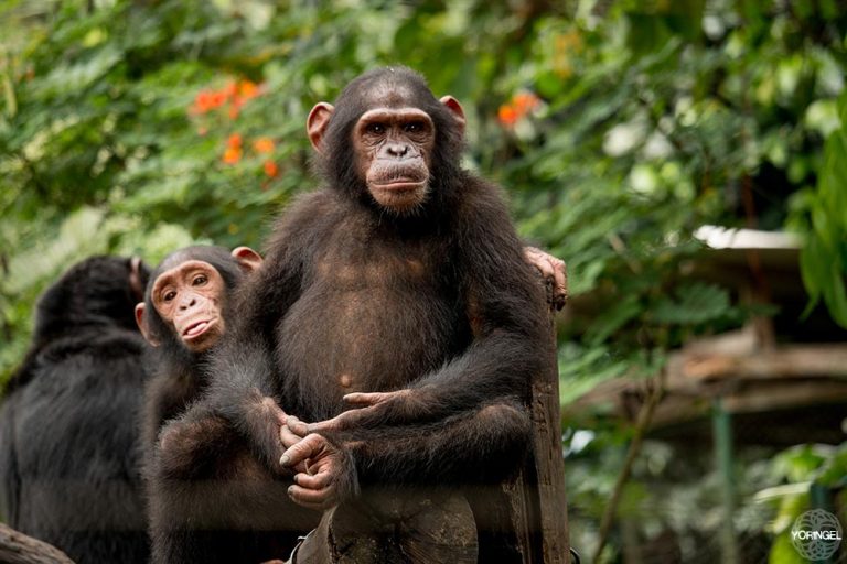 Limbe Wildlife Centre Gallery