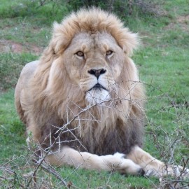 Image of male lion Ciam lying on the grass