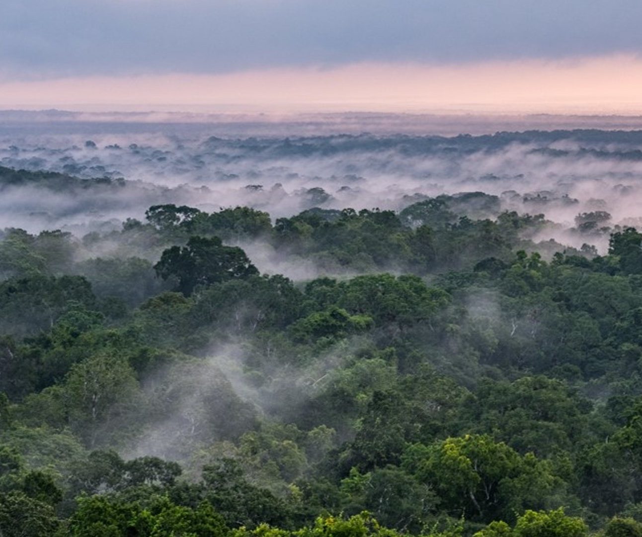 A panoramic view of a rainforest covered with mist