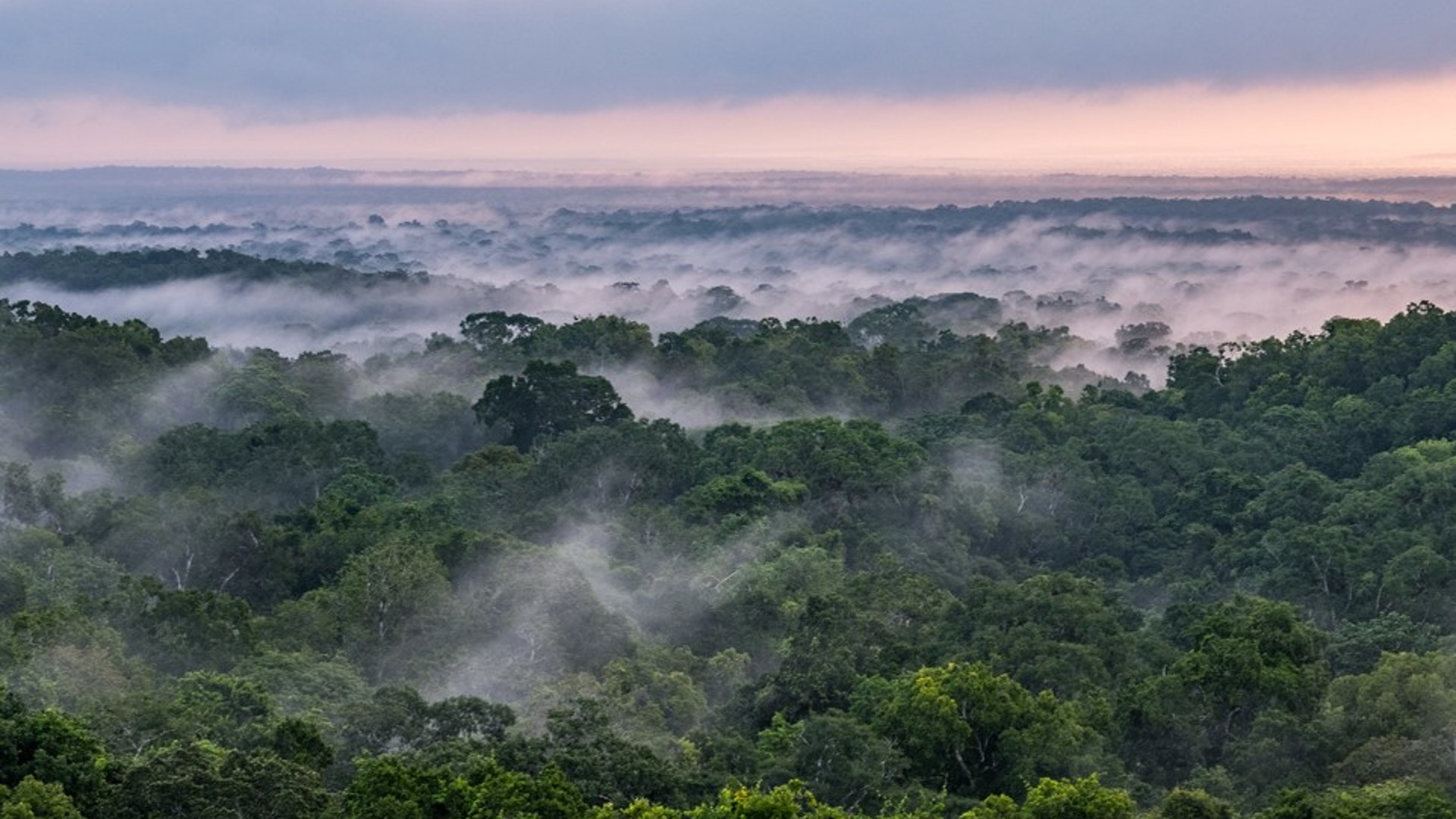 A panoramic view of a rainforest covered with mist