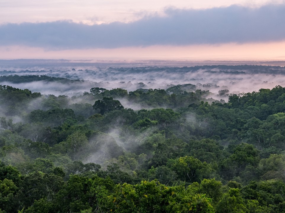 A panoramic view of a rainforest covered with mist