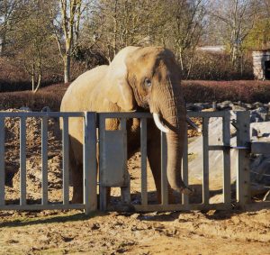 An elephant in a zoo stands with its trunk draped over a fence