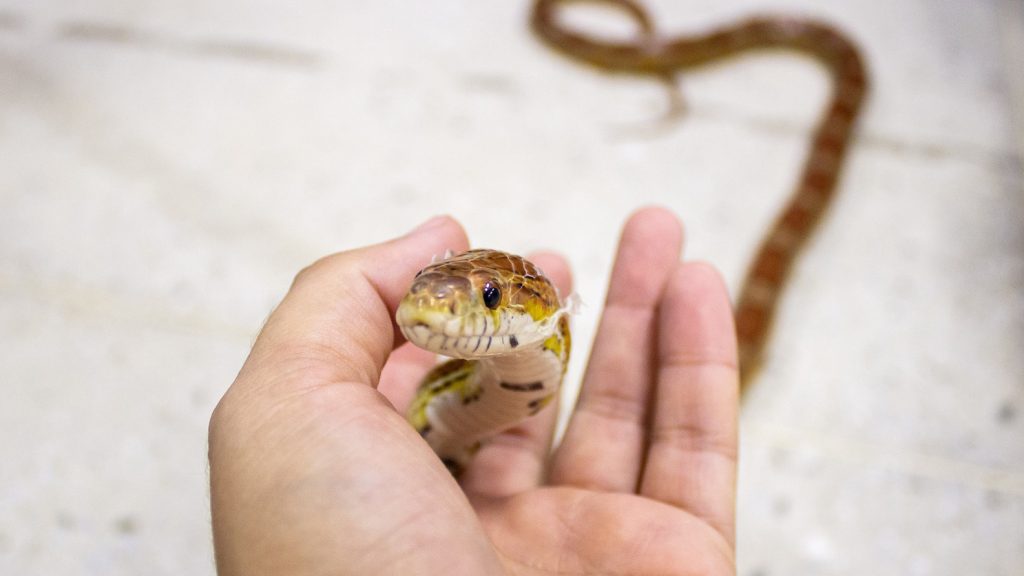 Close up of a white person's hand holding a corn snake between its fingers