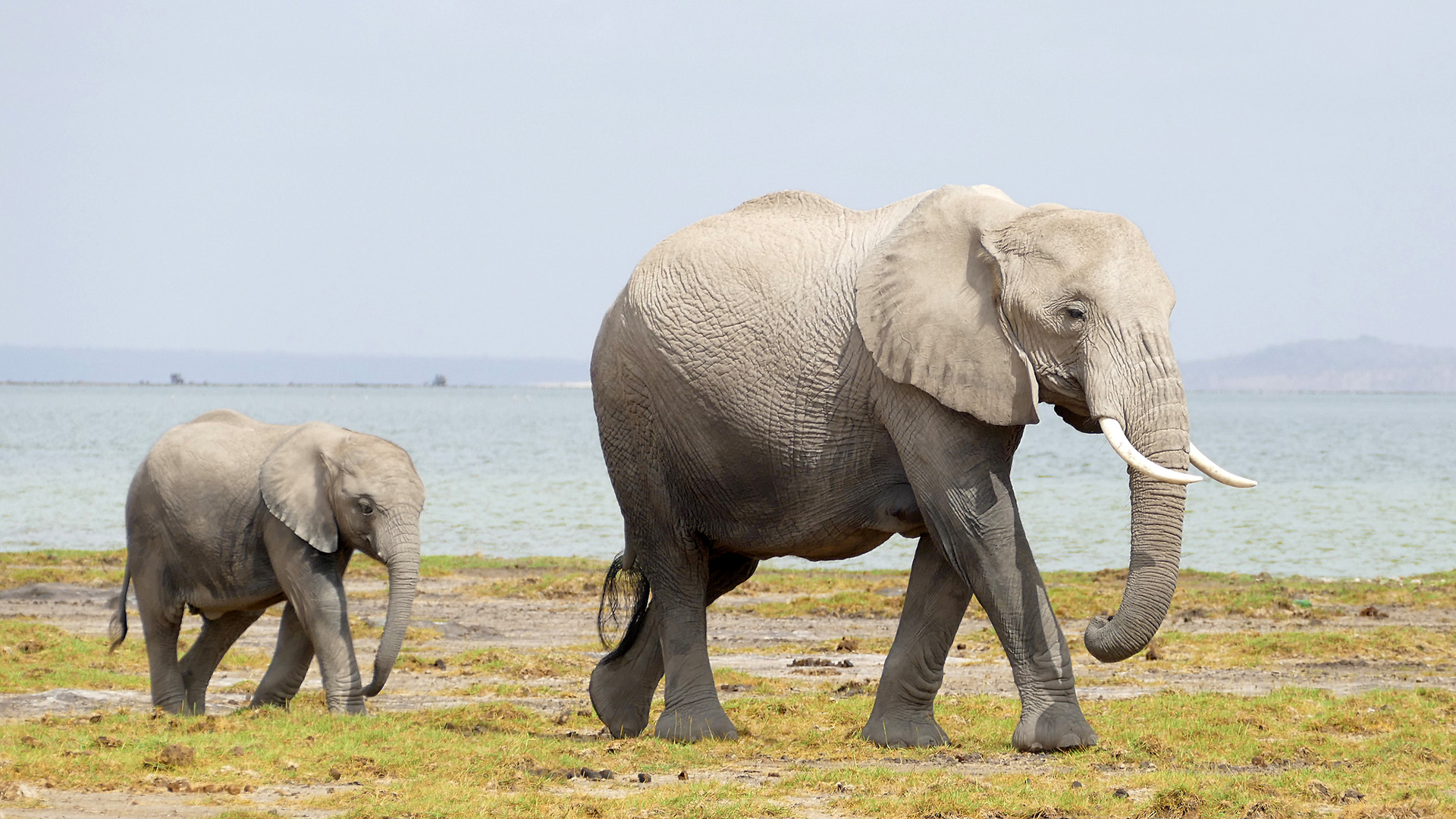 An adult elephant walks across a savannah landscape followed by a baby elephant