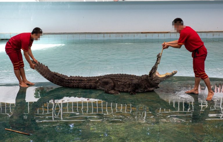 Crocodile wrestling show at Phnom Penh Safari Zoo (c) Aaron Gekoski