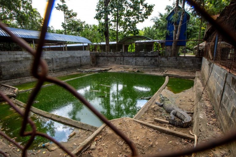 Crocodiles at Cu Chi Water Park (c) Aaron Gekoski