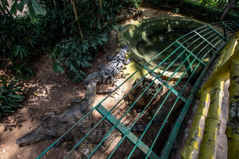 Crocodiles at Saigon Zoo (c) Aaron Gekoski