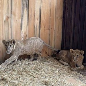 Two very young lion cubs walking on straw with a wooden wall behind them