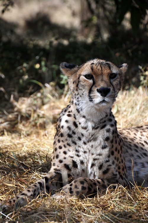 A cheetah lying down but with head raised looking into the distance