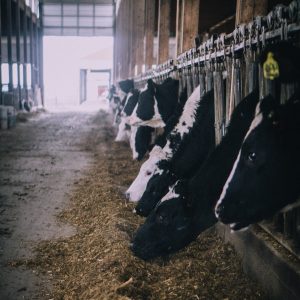 A row of dairy cows inside a barn