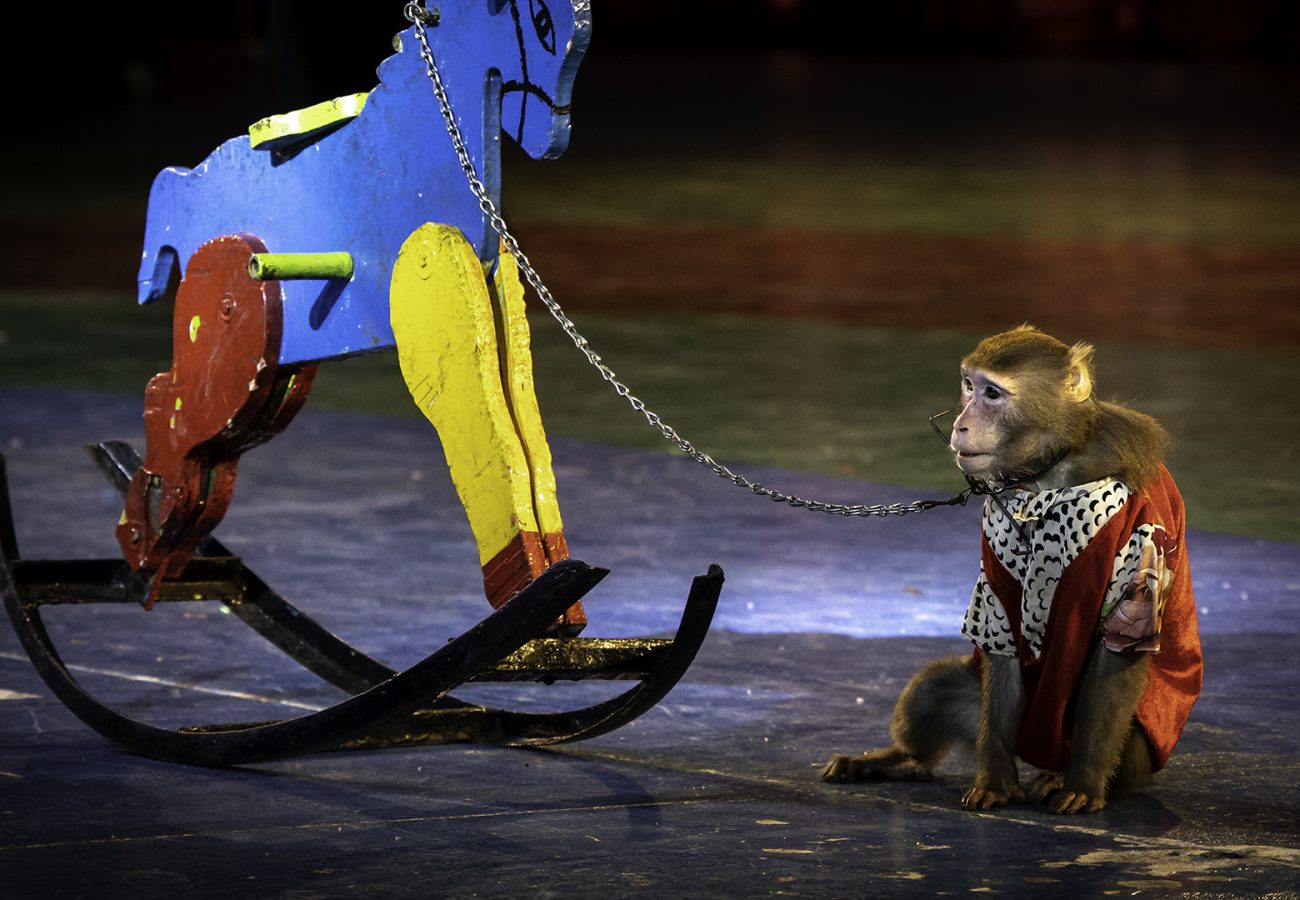 A monkey chained to a rocking horse