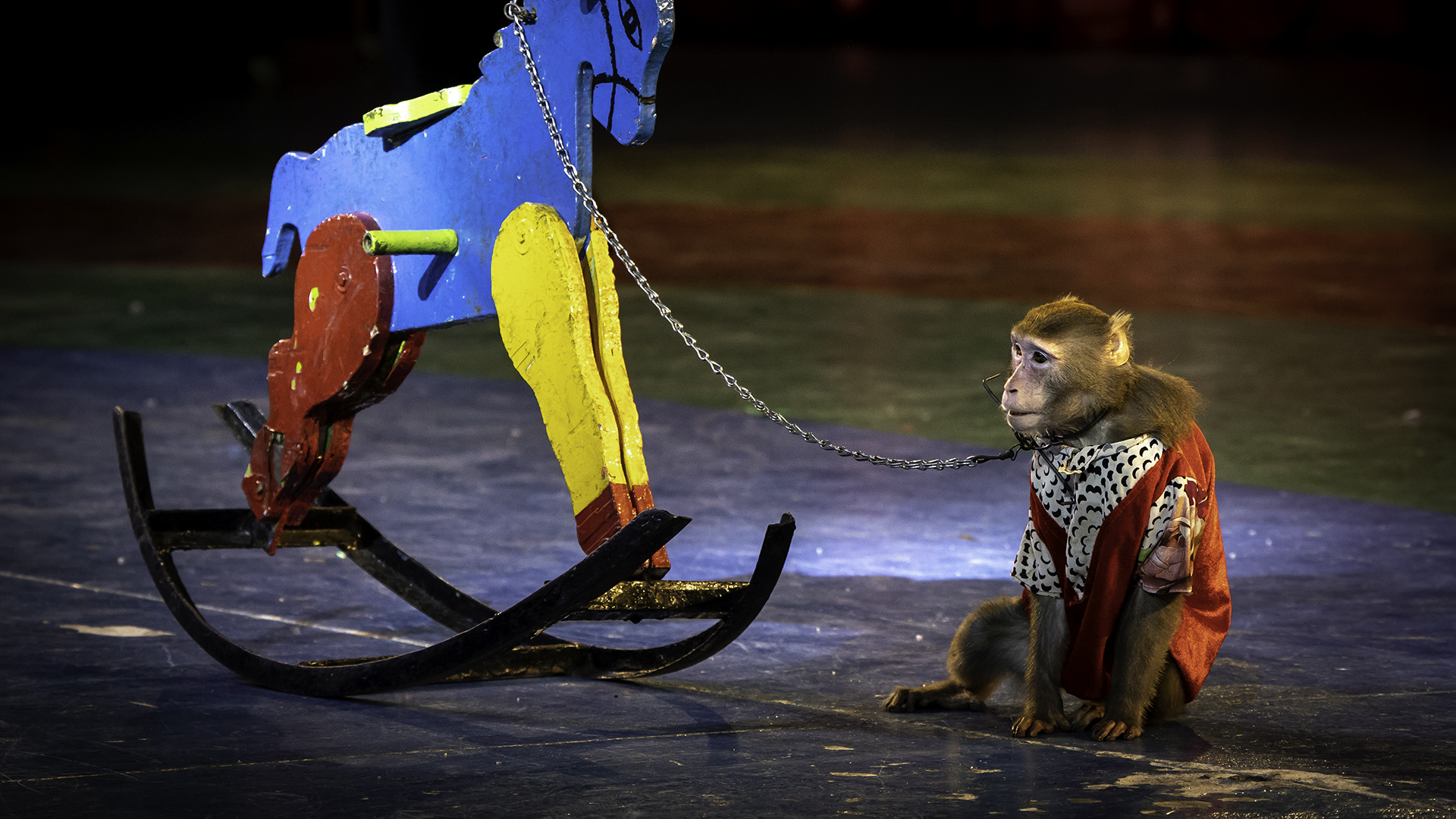 A monkey chained to a rocking horse