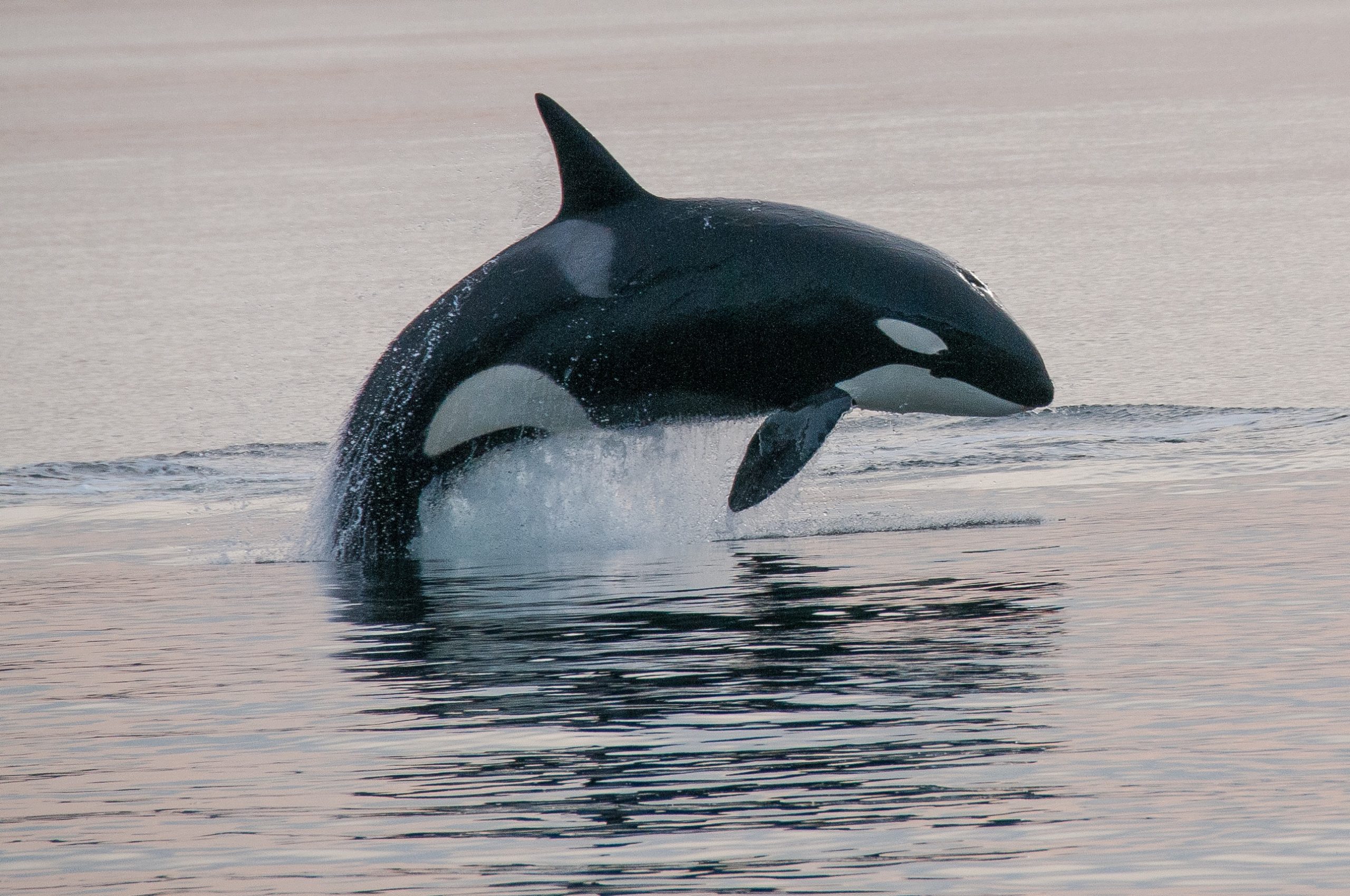 An orca leaping out of the sea