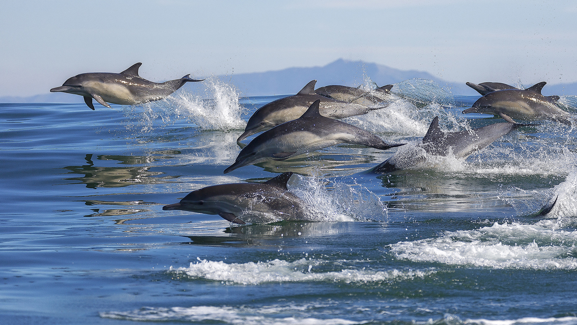 A pod of bottlenose dolphins leaping from the water