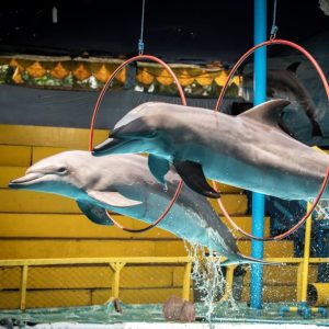 Two dolphins jumping through hoops during a show