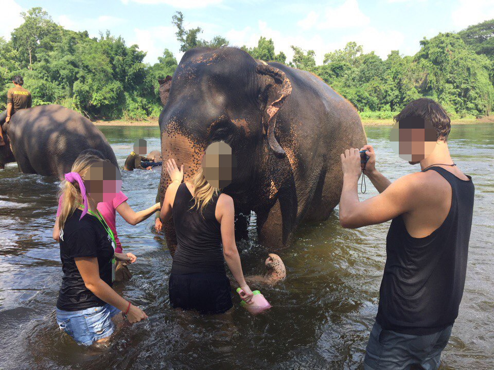 Two women and a man wash an elephant stood in the water