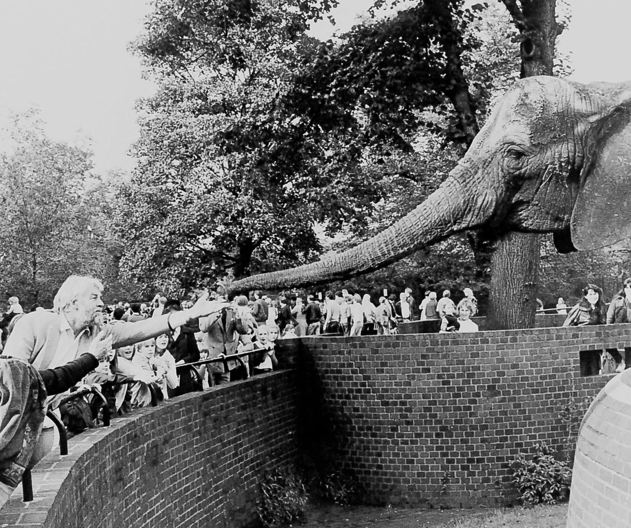 Black and white photo of Pole Pole the elephant reaching out her trunk to Virginia McKenna and Bill Travers
