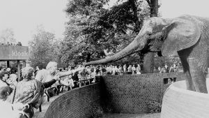 Black and white photo of Pole Pole the elephant reaching out her trunk to Virginia McKenna and Bill Travers