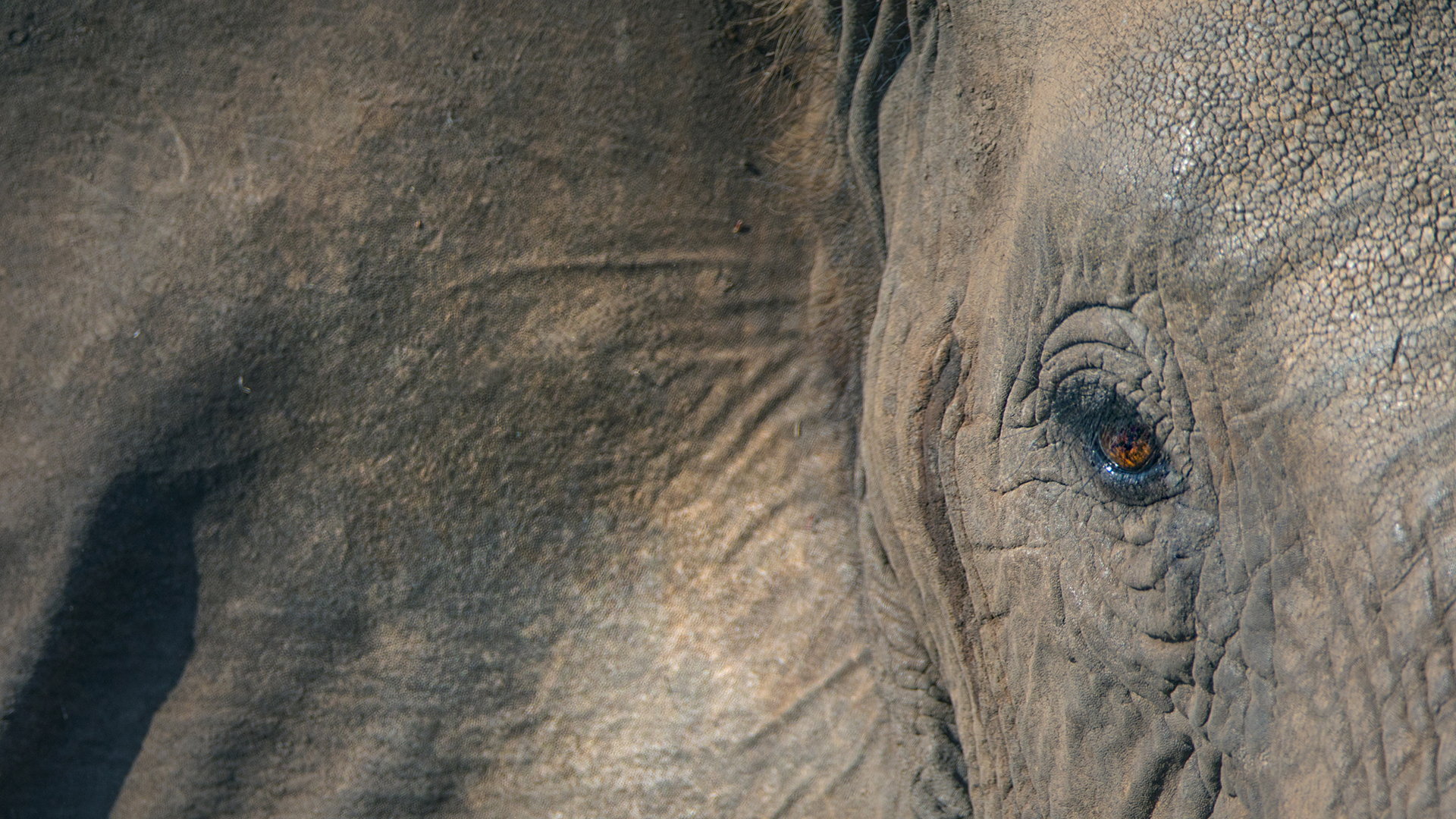 Close up of an elephant's eye