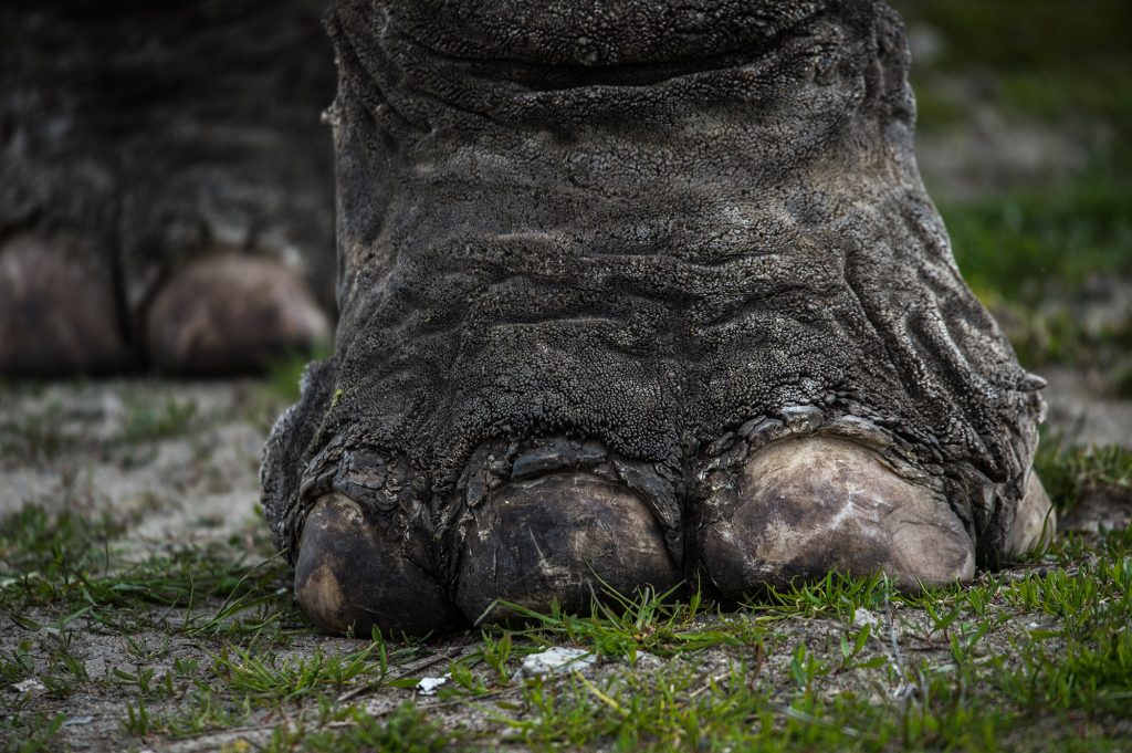 Close up of an elephant's foot