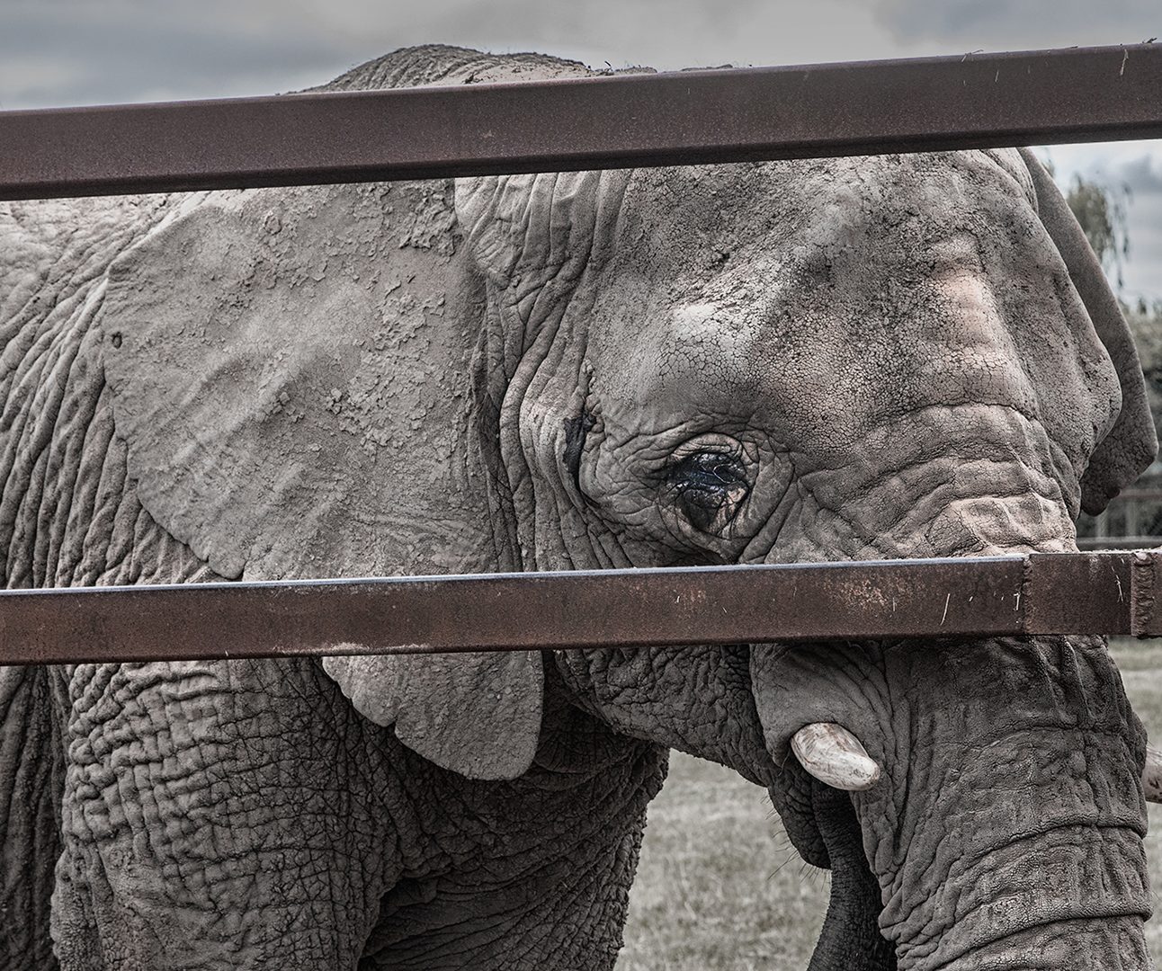 Close up of an elephant looking through the bars of a zoo enclosure