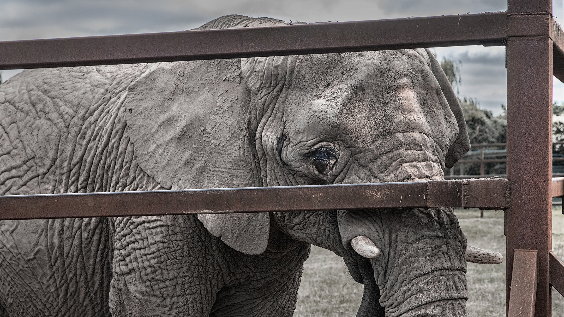 Close up of an elephant looking through the bars of a zoo enclosure