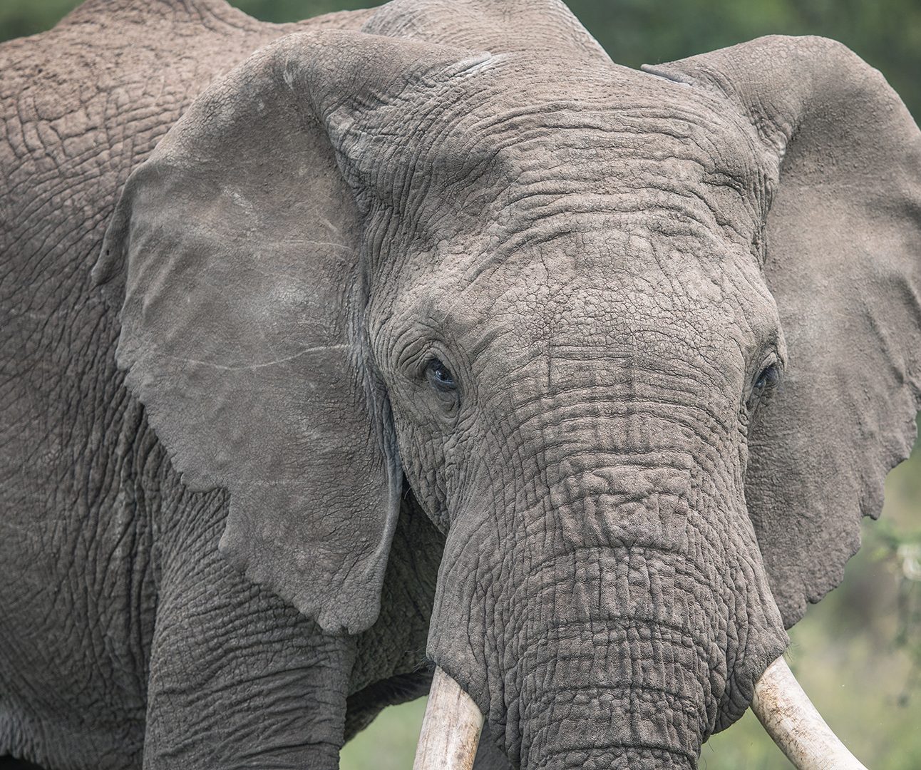 Close up of an African Elephant looking towards the camera