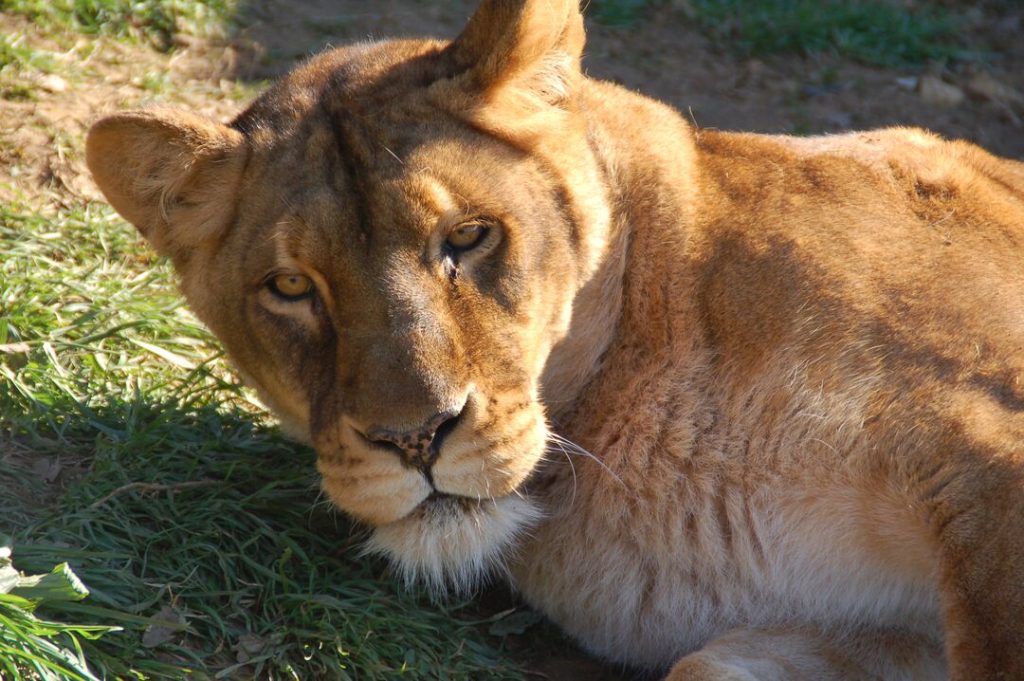 Close up of a female lion's head