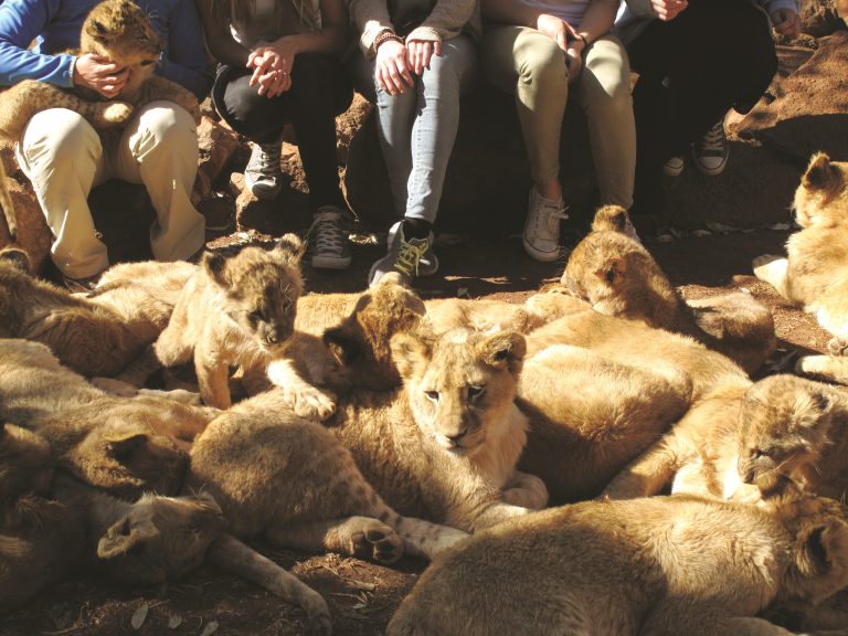 CAPTIVE LION BREEDING & TRADE GALLERY