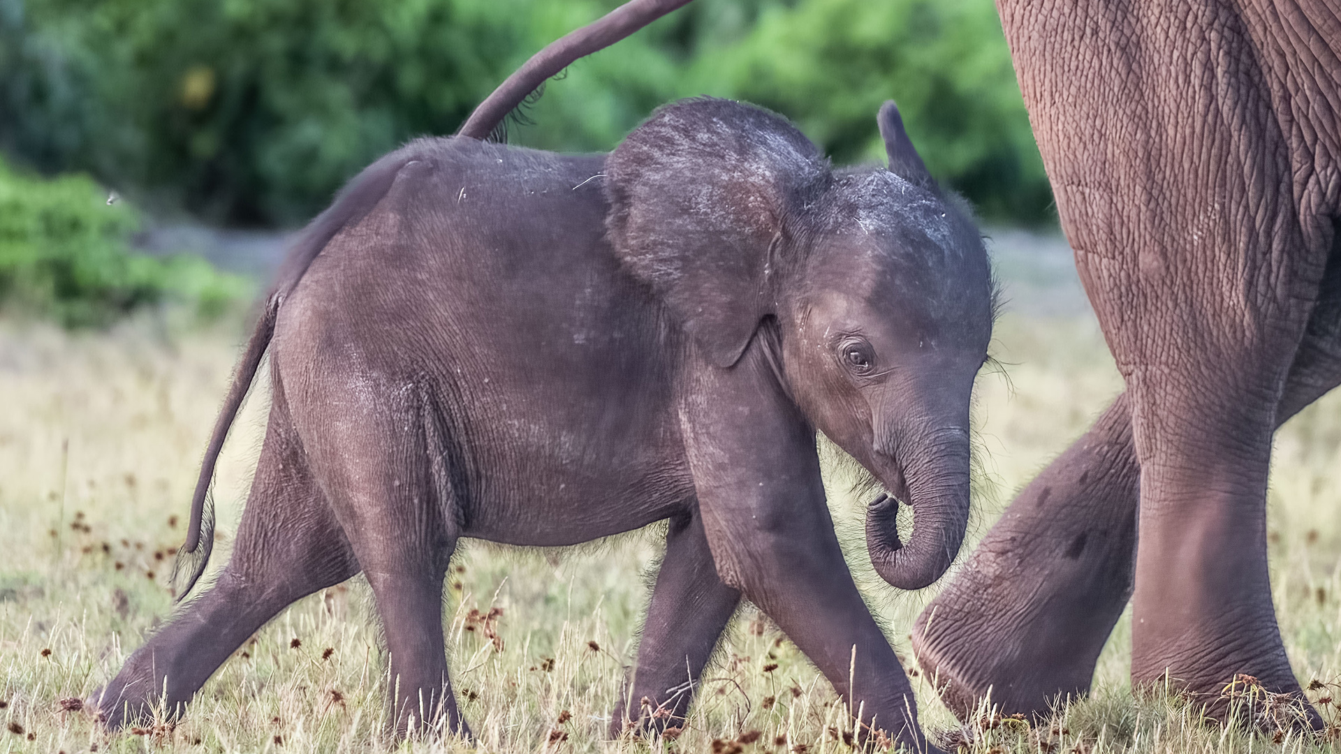 A baby forest elephant walks behind its mother's legs