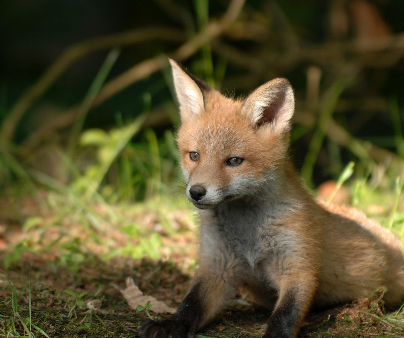 A fluffy fox cub sits on the grass