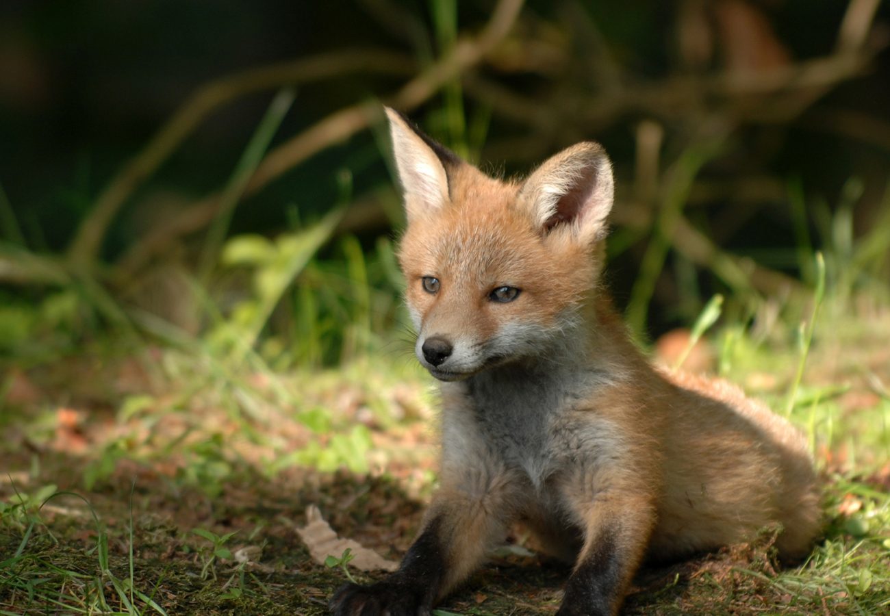 A fluffy fox cub sits on the grass