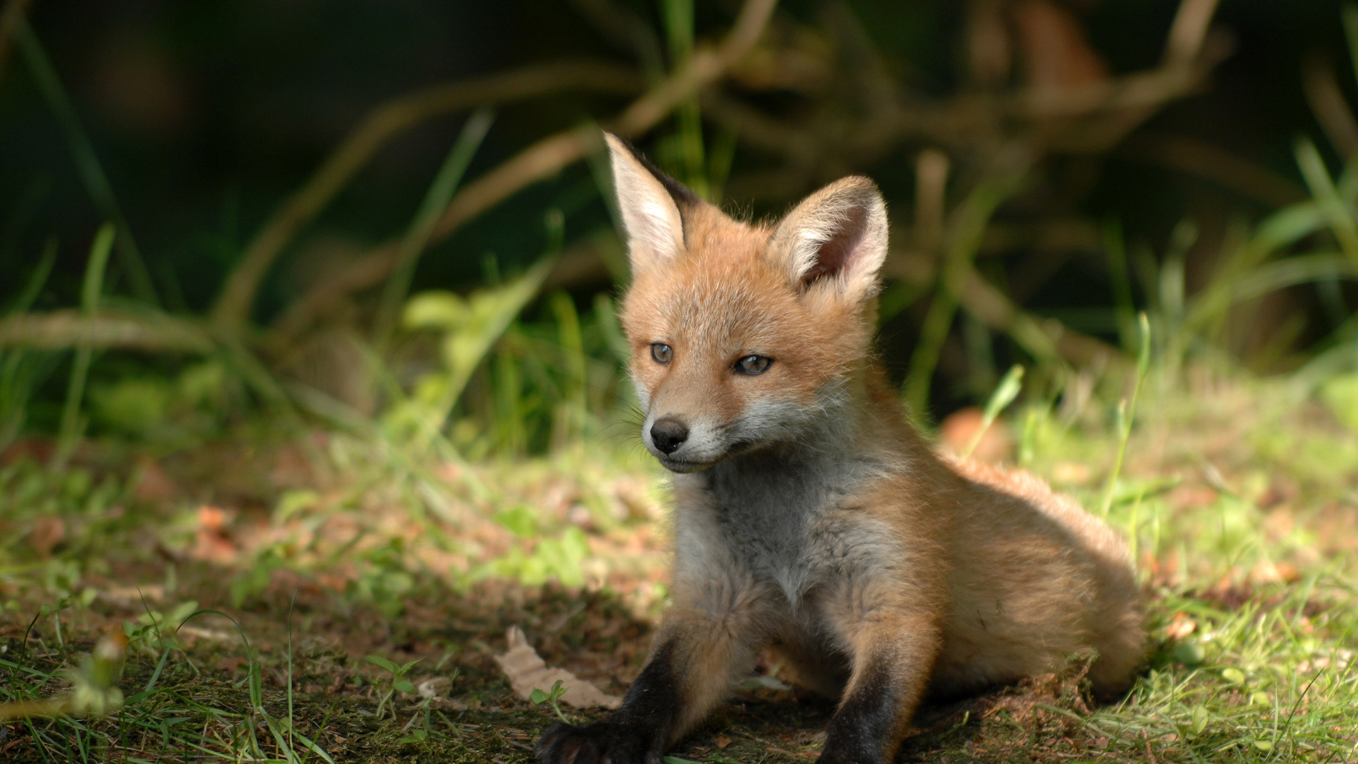 A fluffy fox cub sits on the grass