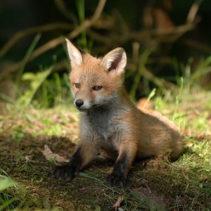 A fox cub sitting in grass
