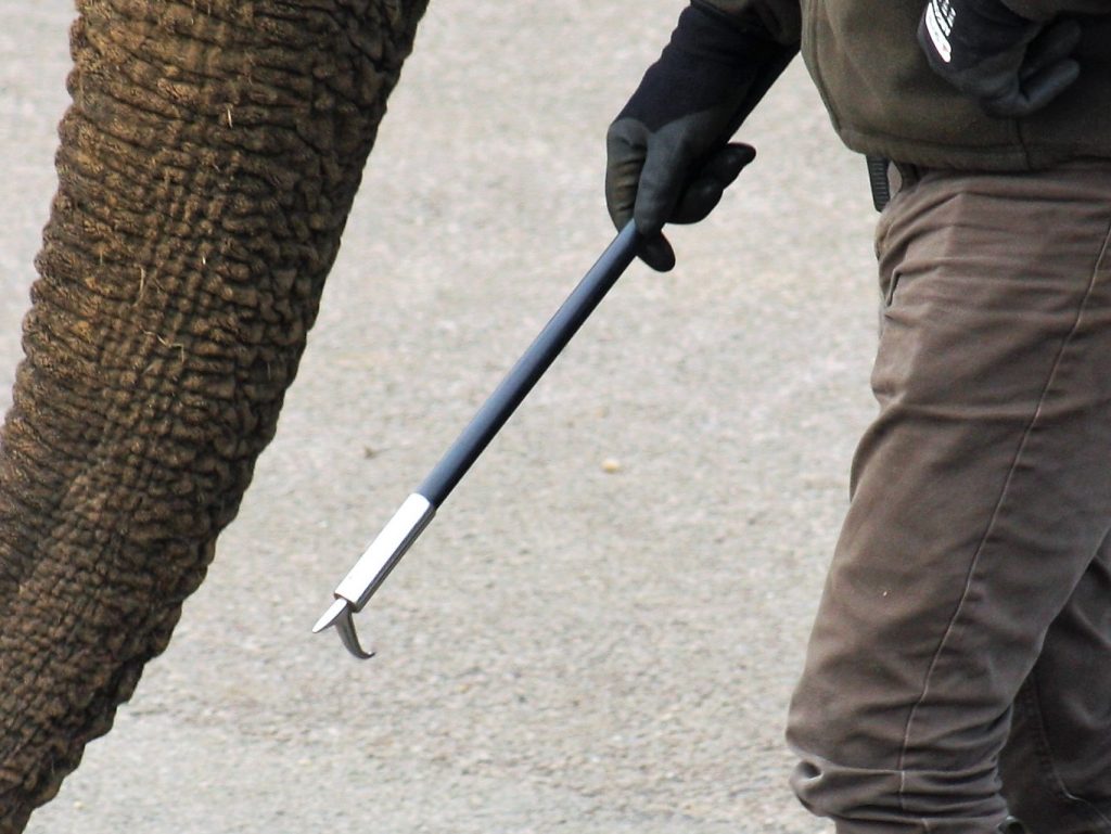 Close up of a person's hand holding a bullhook with an elephant's trunk in the foregound
