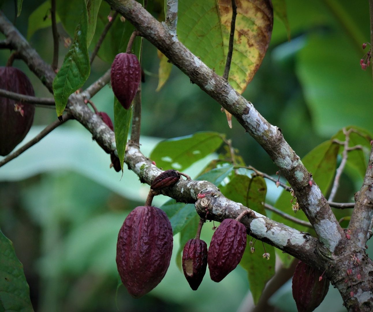 Cocoa beans hanging on a tree