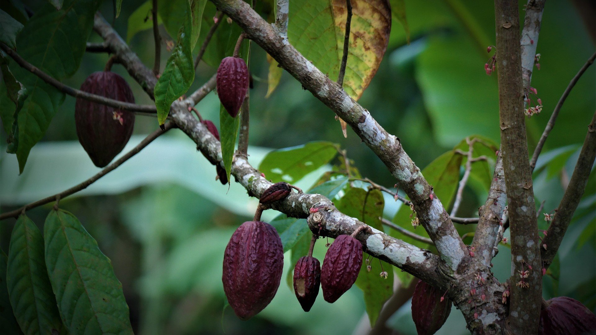 Cocoa beans hanging on a tree