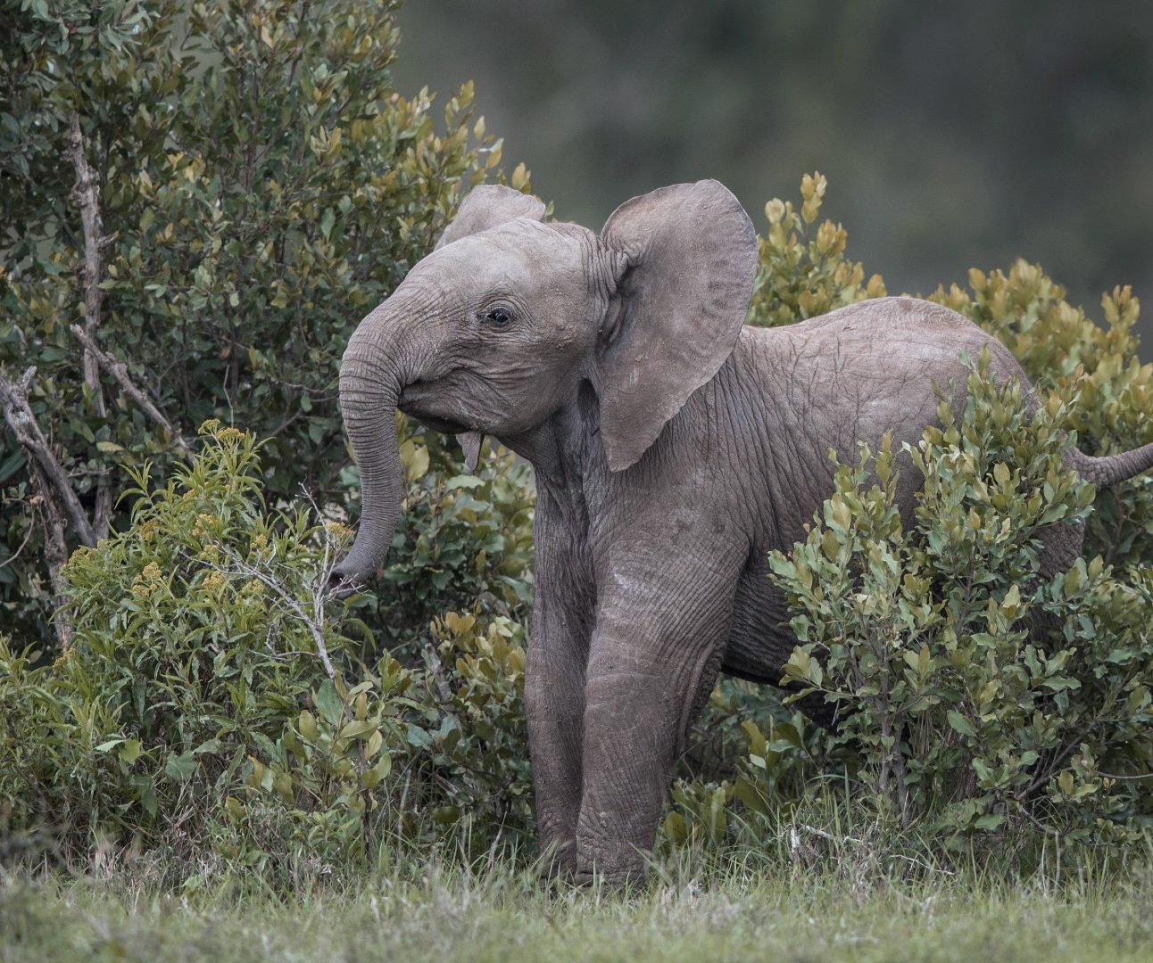 An elephant calf in the dense shrubland