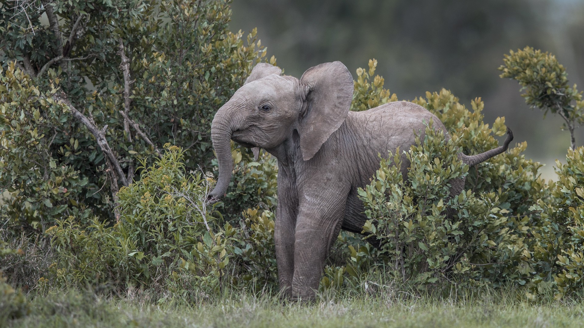 An elephant calf in the dense shrubland
