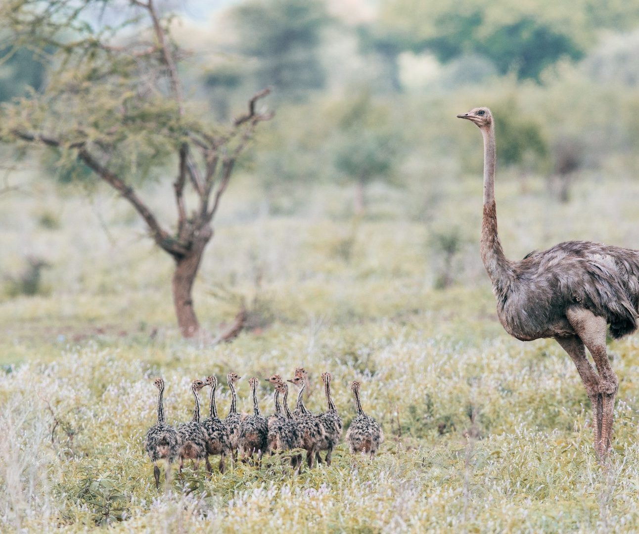An ostrich standing in the savannah with several chicks standing next to her