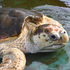 A headshot of a turtle