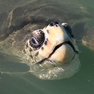 A turtle emerging from the water