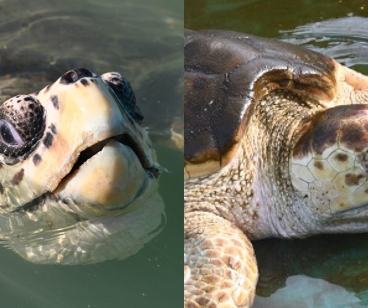 Two photos of turtles swimming in the sea