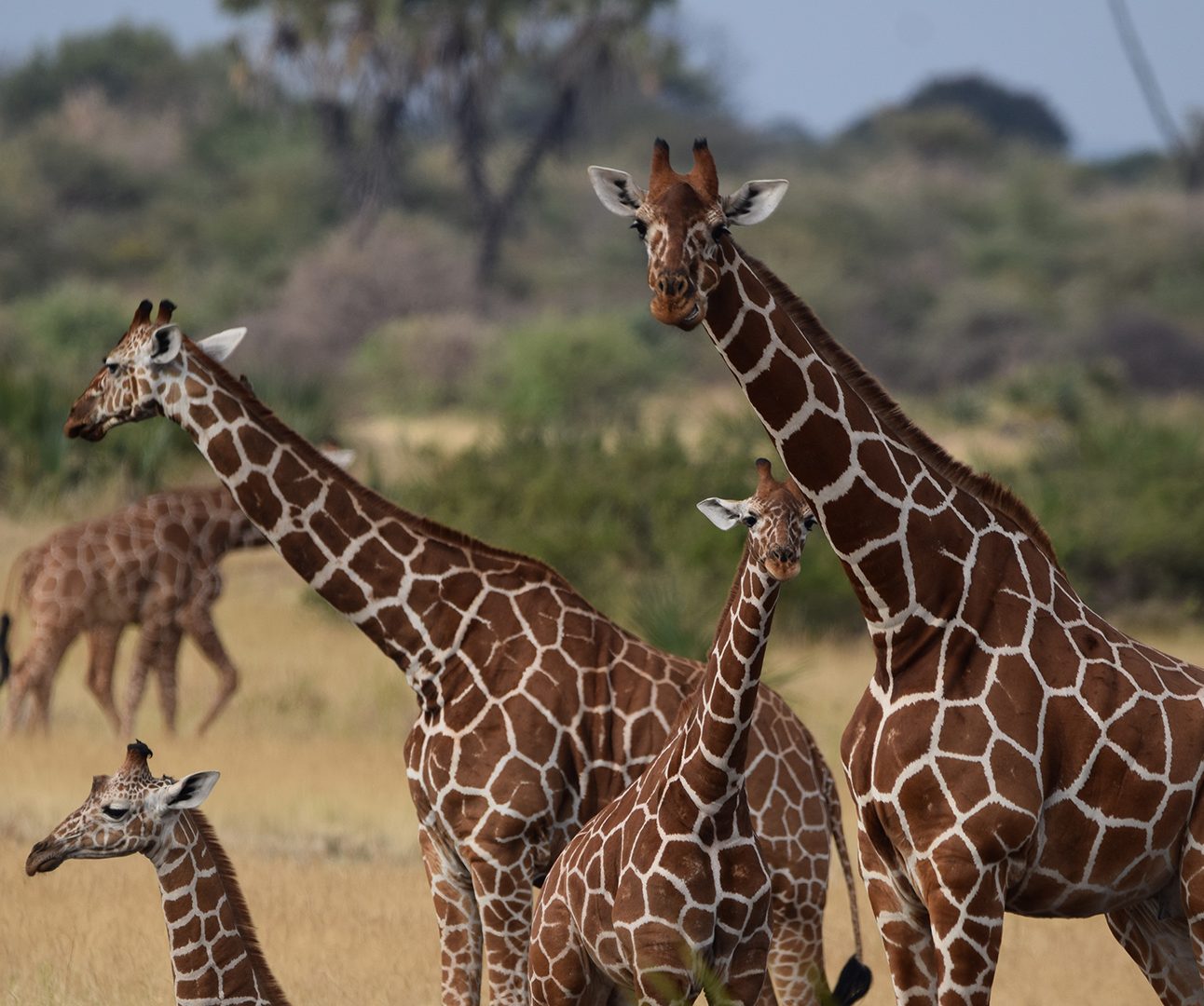A family of adult and juvenile giraffe standing in a group