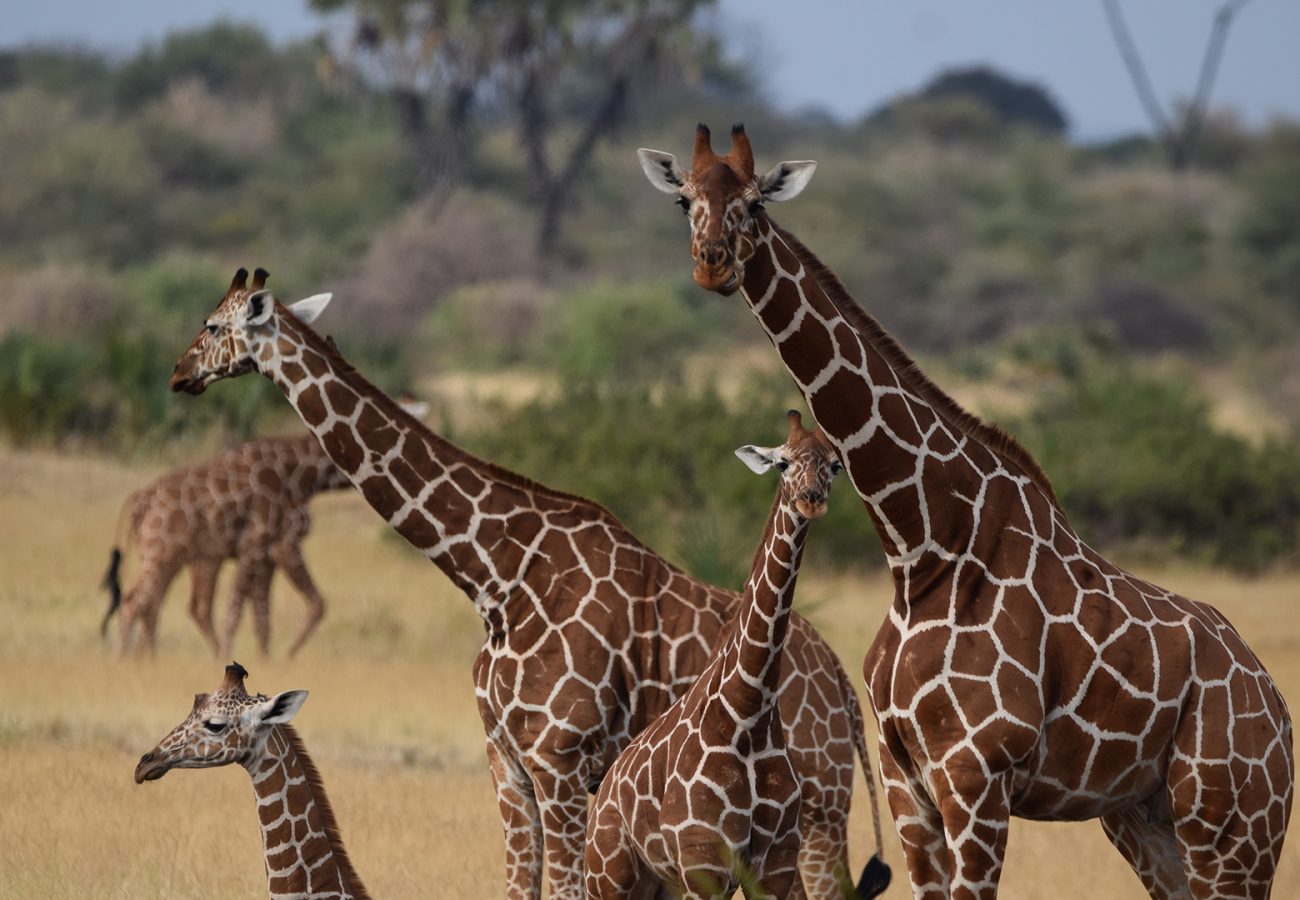 A family of adult and juvenile giraffe standing in a group