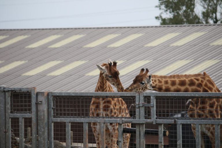 SAFARI ZOO GALLERY