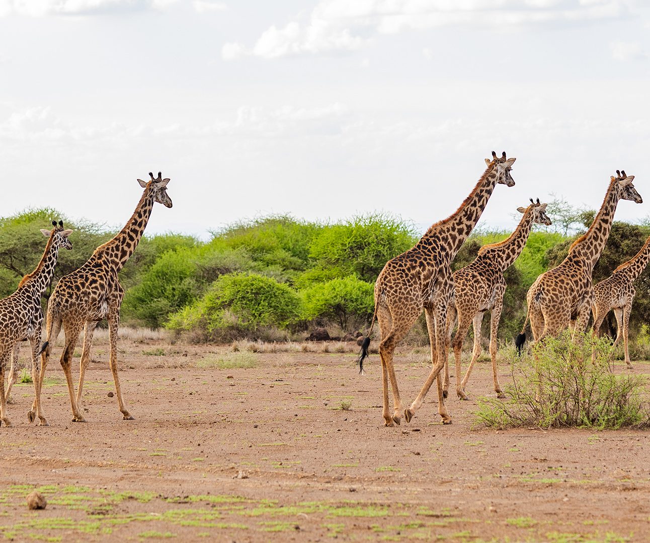 A group of five giraffe in Amboseli, Kenya, walking across dry ground in front of a row of bushes