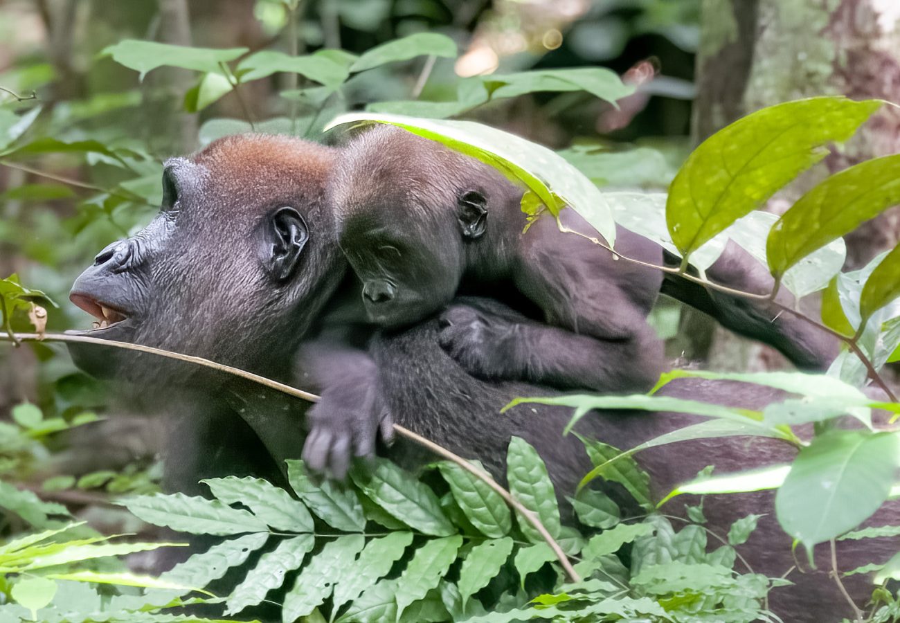 An adult Western lowland gorilla carrying a baby gorilla on tis back