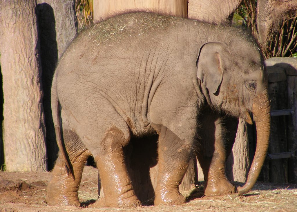 An elephant with herpes