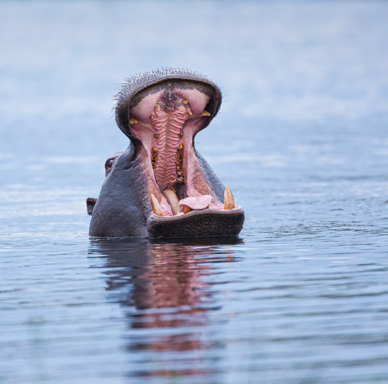 A hippo submerged in the water with its mouth wide open